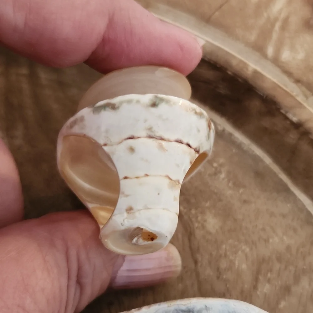 Sea Shell Ring - Picture 6 of 7